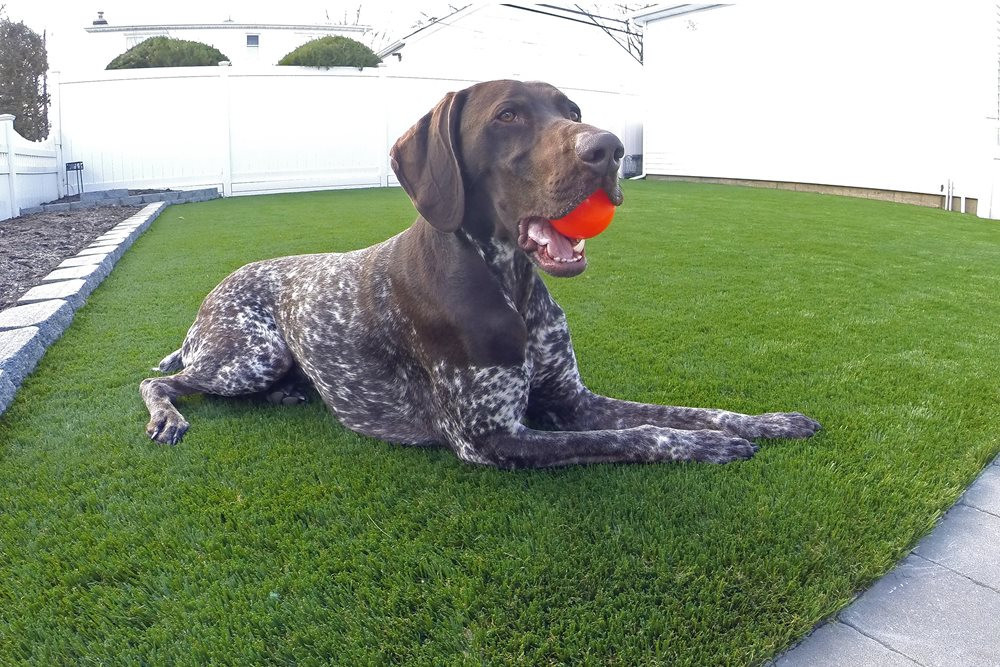 Metro New York artificial turf for dogs